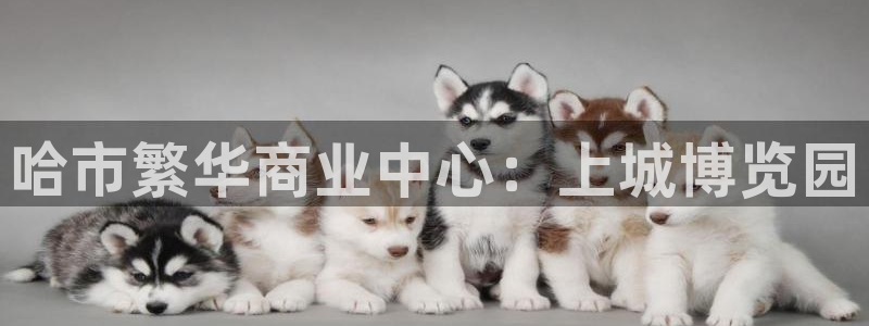 果博注册会员要钱吗：哈市繁华商业中心：上城博览园